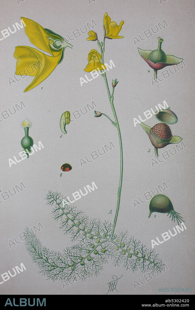 Utricularia vulgaris, greater bladderwort, common bladderwort  /  Gewöhnliche Wasserschlauch, Utricularia vulgaris, Gattung der Wasserschläuche, Digital improved reproduction of an original print from the 19th century / digitale Reproduktion von einer Originalvorlage aus dem 19. Jahrhundert.