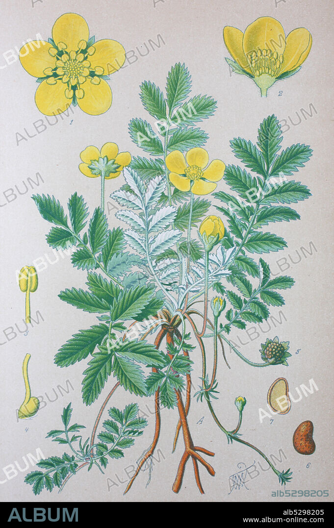 Digital improved high quality reproduction: Argentina anserina is a synonym of Potentilla anserina L., the accepted name of a perennial flowering plant in the rose family, Rosaceae. It is known by the common names silverweed, common silverweed or silver cinquefoil  /  Gänsefingerkraut, Pflanzenart, die zur Unterfamilie der Rosoideae in der Familie der Rosengewächse.