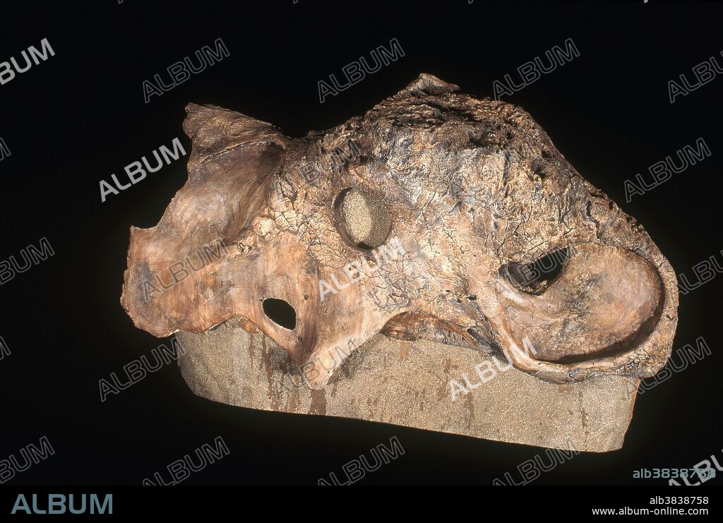 Fragment of Pachyrhinosaurus skull, a ceratopsian dinosaur from the Cretaceous Period, Alberta, Canada.
