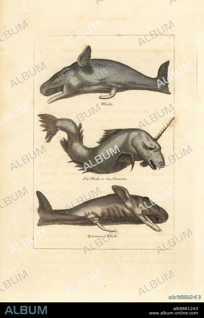 Sperm whale or cachalot, Physeter macrocephalus, top and bottom, and narwhale, Monodon monoceros. Handcoloured copperplate engraving after Jacques de Seve from James Smith Barrs edition of Comte Buffons Natural History, A Theory of the Earth, General History of Man, Brute Creation, Vegetables, Minerals, T. Gillet, H. D. Symonds, Paternoster Row, London, 1807.