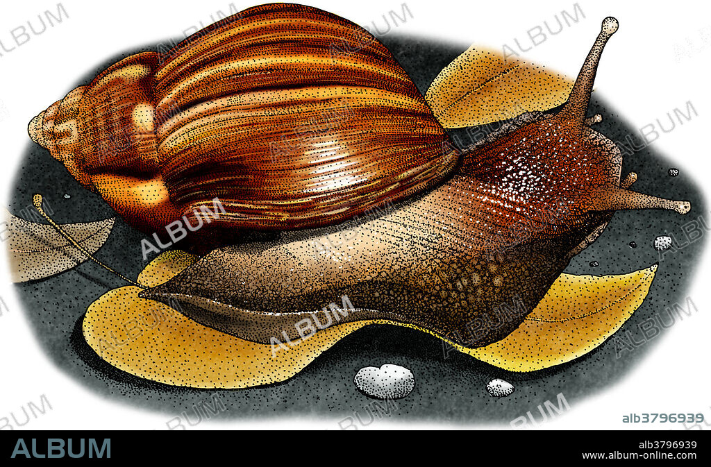 Illustration of a Giant African Snail (Achatina fulica).