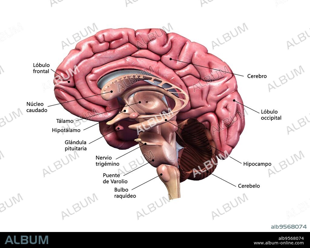 Human brain, sagittal section with labels.