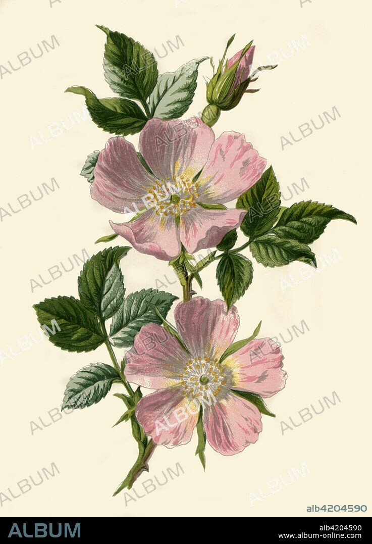 'Dog-Rose', 1877. Dog-Rose, (Rosa canina), climbing, wild rose and deciduous shrub, high in certain antioxidants. From "Familiar Wild Flowers", figured and described by F. Edward Hulme, F.L.S., F.S.A. [Cassell & Company, Limited; London, Paris & New York, 1877].