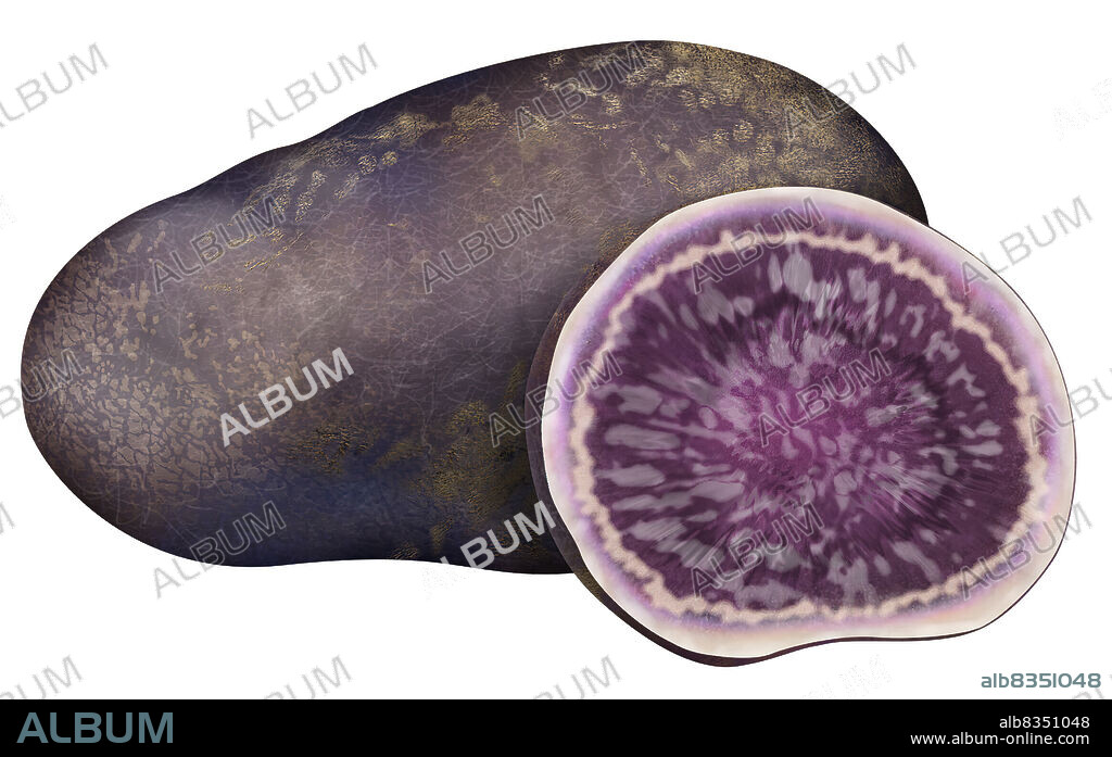 Round or oval-shaped, its skin and flesh are purplish-blue. It lose, however, its color when cooked. Its flesh is tasty.