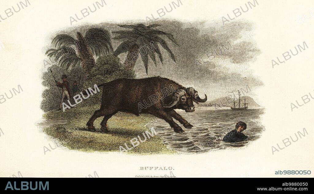 Buffaloes chasing boys into the sea on the island of Pulo Condore (Con Son, Vietnam). The English procured eight water buffalo, Bubalus bubalis, and had trouble loading them on their ships. From an incident on Captain Cooks final voyage. Handcoloured copperplate engraving from Reverend Thomas Smiths The Naturalists Cabinet, or Interesting Sketches of Animal History, Albion Press, James Cundee, London, 1806. Smith, fl. 1803-1818, was a writer and editor of books on natural history, religion, philosophy, ancient history and astronomy.