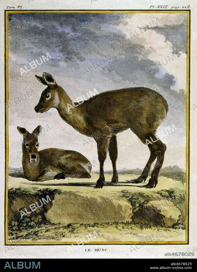 'Le Musc' produit par la civette, ou le chevrotin. Illustration tiree d'un ouvrage de BUFFON (1707-1788) conserve au musee de la parfumerie. Credit : Collection JEAN VIGNE / Kharbine-Tapabor.