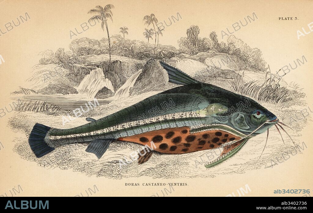 Spiny catfish or bacu, Acanthodoras cataphractus (Chestnut-bellied doras, Doras castaneo-ventris). Handcoloured steel engraving by W.H. Lizars after an illustration by James Stewart from Robert Schomburgk's Fishes of Guiana, part of Sir William Jardine's Naturalist's Library: Ichthyology, Edinburgh, 1841.