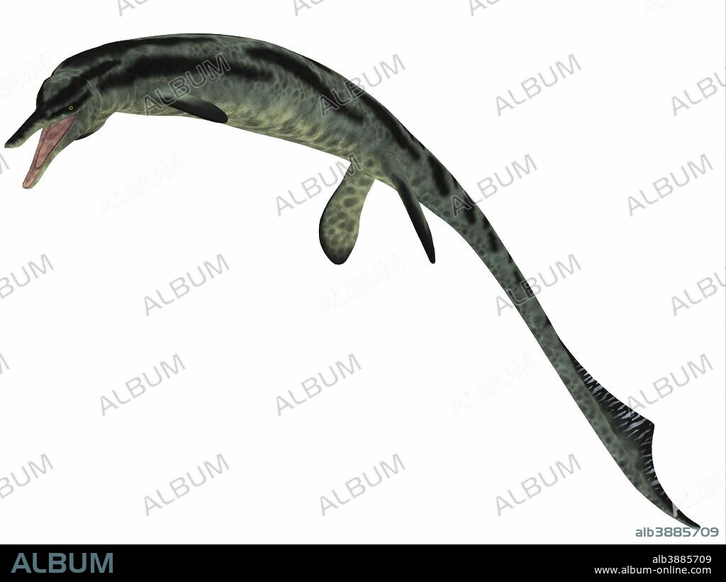 Cymbospondylus is an early ichthyosaur that lived between the Middle and Late Triassic Period.