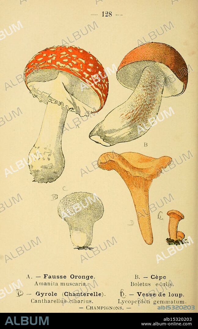 Atlas de poche des plantes des champs, des prairies et des bois, Paris, [1894], botany, pictorial works, woodshole, amanitamuscaria, flyagaric, flyamanita, agaric, mushroom, fungus, South America plant, Australia plant, Africa plant, North America plant, Europe plant, Asia plant, amanita, amanitaceae, agaricales, agaricomycetes, basidiomycota, fungi, amanitamuscaria, boletusedulis, cep, pennybun, porcino, kingbolete, boletus, boletaceae, boletales, boletusedulis, chanterelle, goldenchanterelle, girolle, cantharelluscibarius, cantharellus, cantharellaceae, cantharellales, lycoperdonperlatum, commonpuffball, wartedpuffball, gemstuddedpuffball, devilssnuffbox, puffball, lycoperdon, agaricaceae, mycology, lycoperdonperlatum, North America fungus, South America fungus, Australia fungus, Asia fungus, Africa fungus, Europe fungus,post, The illustration showcases various types of mushrooms, each labeled with corresponding letters to identify them. On the left, 'A' depicts a red-capped mushroom with white spots, known as Amanita muscaria, commonly recognized for its striking appearance. 'B' displays a brown, tall mushroom, identified as Boletus edulis, known for its culinary value. 'C' illustrates the Gyrole, or Chanterelle, characterized by its distinctive shape and yellow hue, scientifically named Cantharellus cibarius. Finally, 'D' represents the Vesse de loup, or Lycoperdon gemmatum, which has a unique rounded structure with a textured surface. Each specimen.