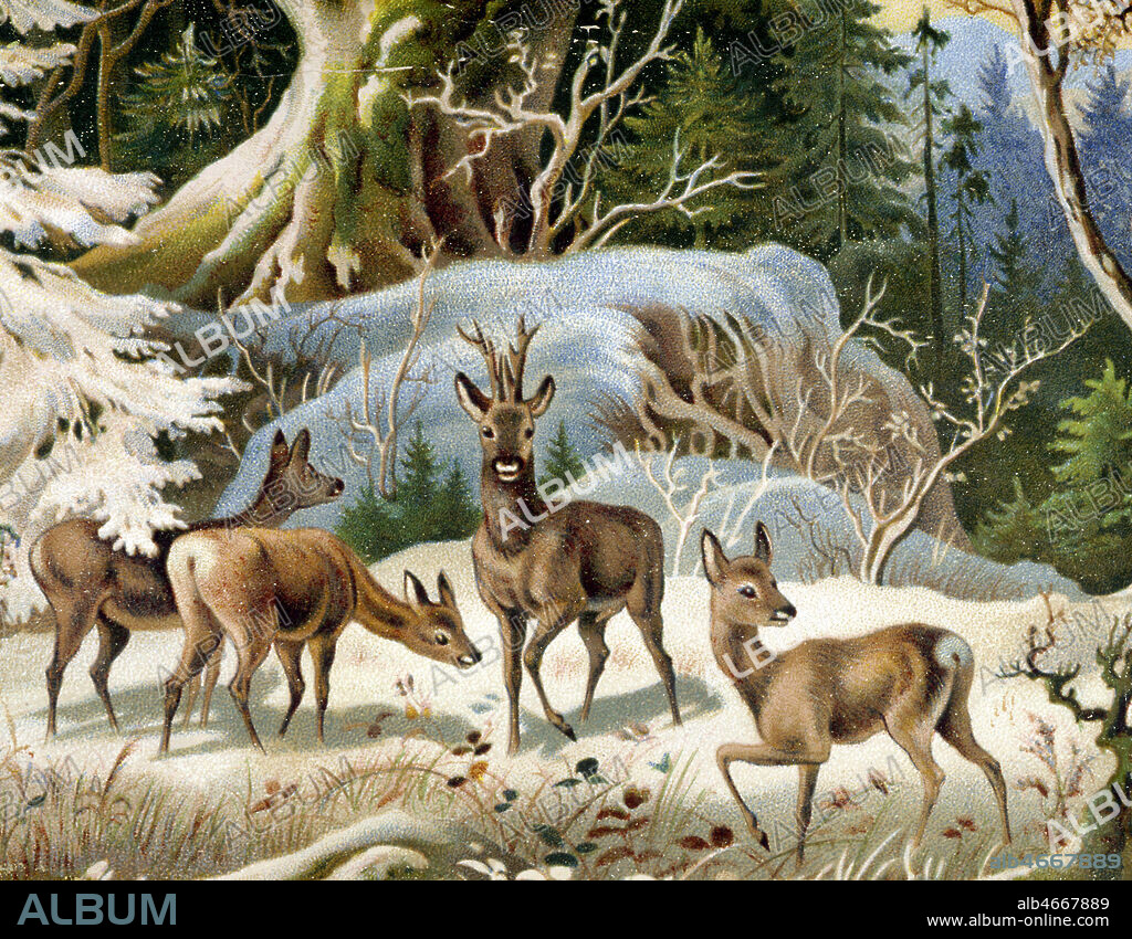 Chevreuils dans la neige, chromo vers 1900. Credit : Collection KHARBINE-TAPABOR.