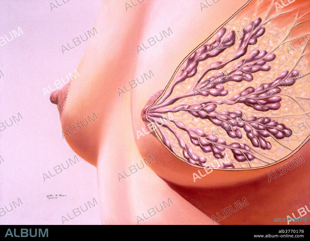 An artist's depiction of the anatomy of a female breast and the mammary glands that provide milk to newborns. Surrounded by fat deposits, grape-like lobes converge at the lactiferous ducts and sinuses leading to the areola and nipple on the surface of the breast. Supportive ligaments attached to the pectoral muscle help to support the weight of the breast.