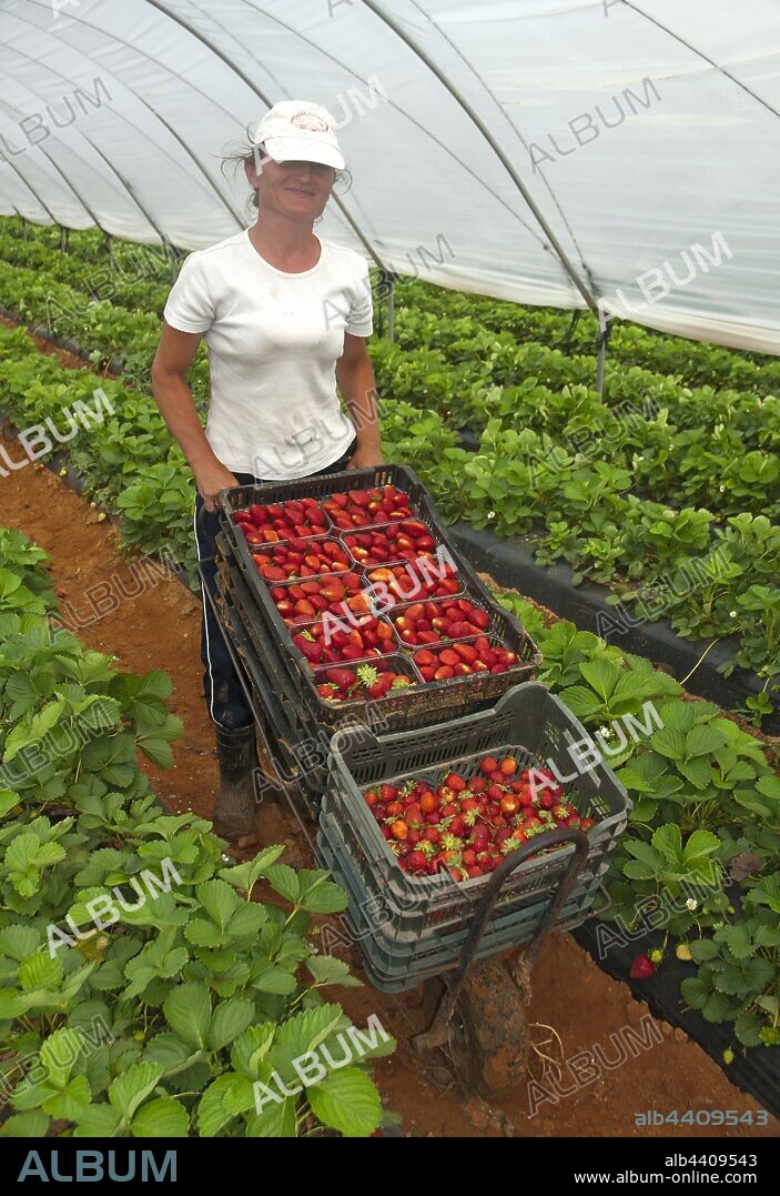 Collecting strawberries, La Redondela, Huelva province, Region of Andalusia, Spain, Europe.