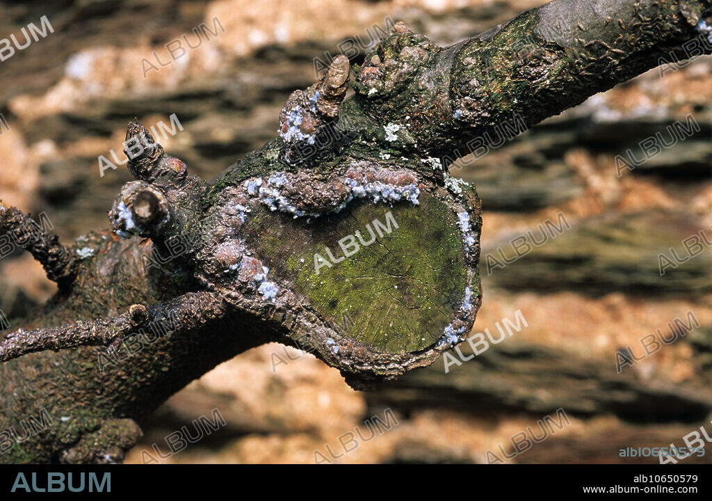 Woolly Aphid (Eriosoma lanigerum) colony on apple pruning scar.