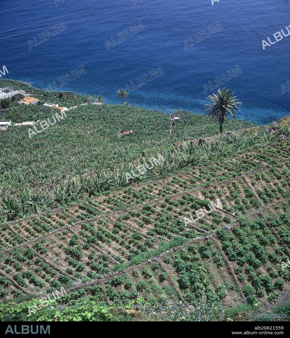 CULTIVO EN TERRAZAS O BANCALES.