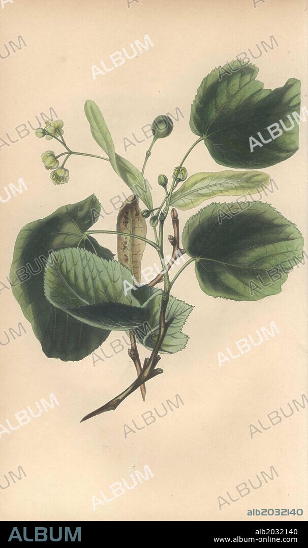 Lime or linden tree, Tilia x europaea. Handcoloured botanical illustration drawn from nature by Mrs. Rebecca Hey from her own "Spirit of the Woods," London, Longman, Rees, 1837. Rebecca Hey was a Victorian writer, poet and artist who wrote "Moral of Flowers" 1833 and "Recollections of the Lakes" 1841. The plates were probably engraved by William Clark, former draughtsman to the London Horticultural Society, and engraver on Hey's previous book.
