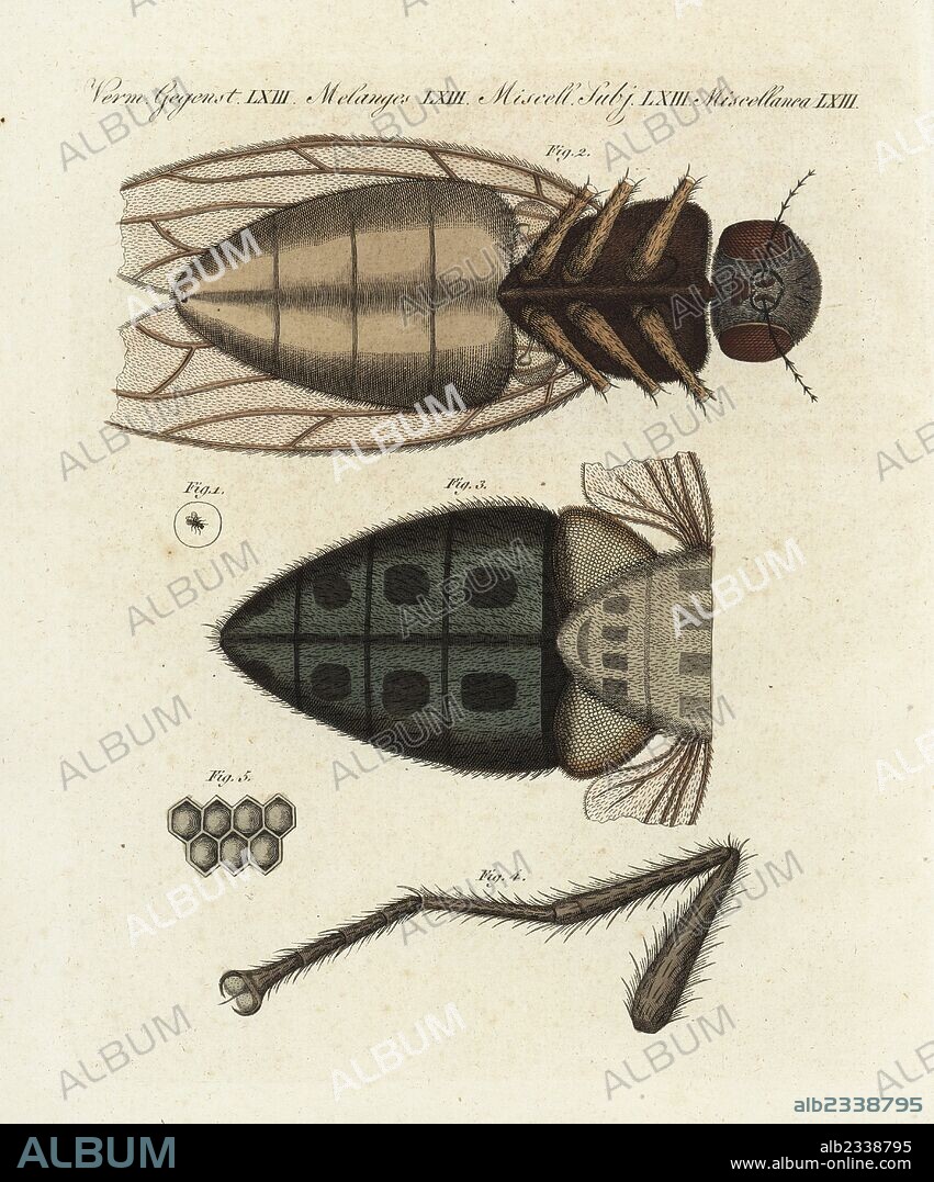Magnified view of a housefly, Musca domestica, under a microscope: actual size 1, underside of head and body 2, abdomen 3, leg 4, and compound eye 5. Handcoloured copperplate engraving from Bertuch's "Bilderbuch fur Kinder" (Picture Book for Children), Weimar, 1805. Friedrich Johann Bertuch (1747-1822) was a German publisher and man of arts most famous for his 12-volume encyclopedia for children illustrated with 1,200 engraved plates on natural history, science, costume, mythology, etc., published from 1790-1830.