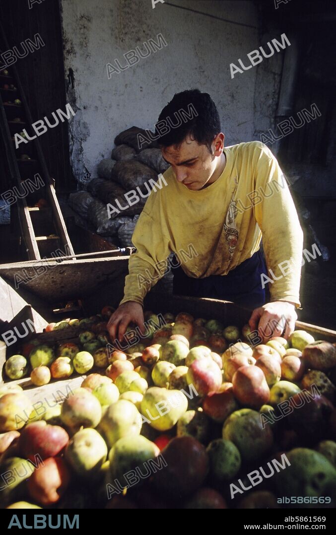 cerca de Nava; Llagar "Orizón"; descargando la manzana para la elaboración de sidra.