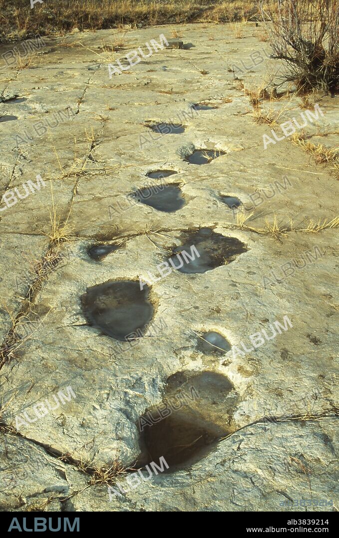 Trackway of brontosaurs, showing both the front and the rear footprints, in the Jurassic Period Morrison Formation in Colorado.