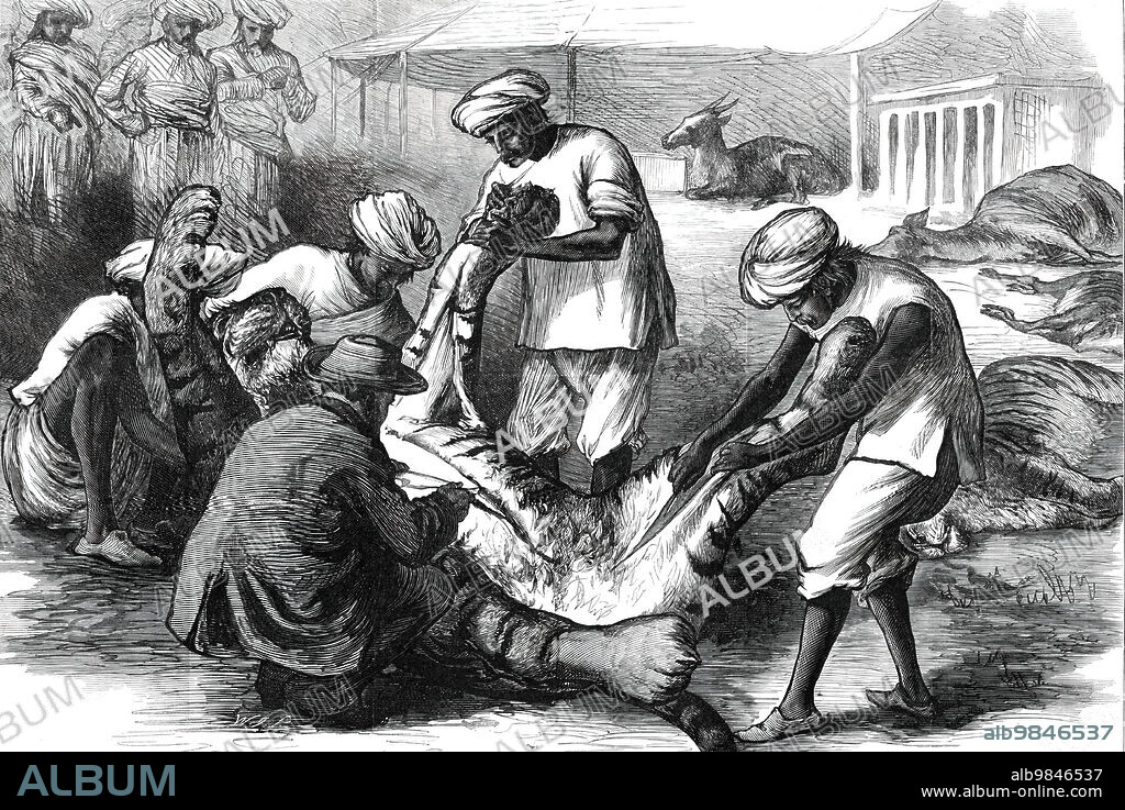 Skinning a Tiger, from a sketch by one of our special artists in India,  1876. The future King Edward VII goes tiger hunting. 'When the Prince [of Wales] returned to camp there was excitement among the natives. The news had spread. Soon the six tigers were laid out, under Sir Jung Bahadoor's superintendence, in a row - four tigresses, two tigers - just as hares are put at the end of a drive at home [in England]. They were measured, and their wounds were looked at; and outside the circle formed by the Royal party and the Nepaulese round the tigers gathered the silent natives, admiring somewhat reverently, for they have strange feelings about tigers, and hate and respect them, ascribing many virtues to the animal, and connecting his existence with their own in fanciful, mysterious fashion'. From "Illustrated London News", 1876.