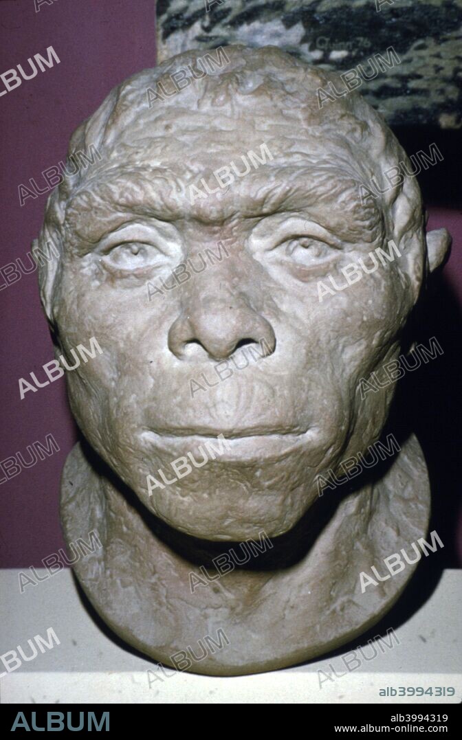 Peking Man, Reconstruction of Head from fossil evidence, c20th century. Peking man, extinct hominin of the species Homo erectus, known from fossils found at Zhoukoudian near Beijing.