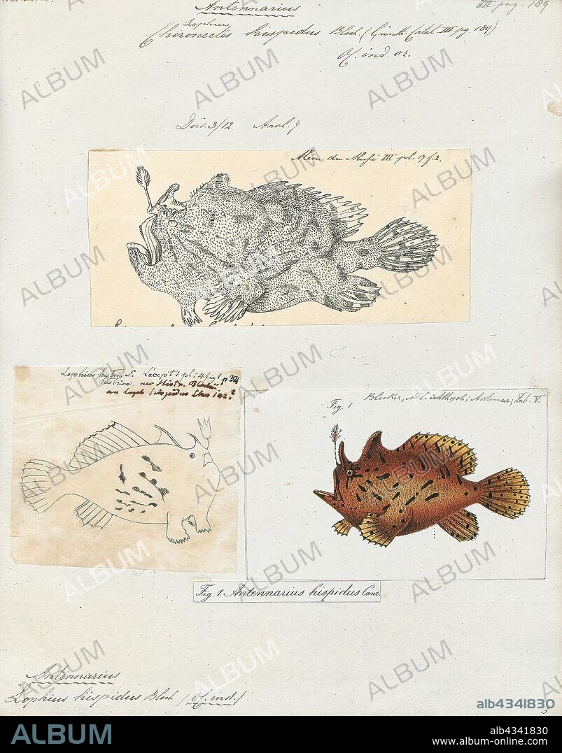 Antennarius hispidus, Print, The shaggy frogfish (Antennarius hispidus), is a marine fish in the family Antennariidae., 1700-1880.