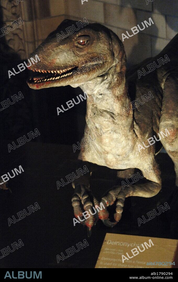 Reconstrucción de un DEINONICO (Deinonychus antirrhopus). Vivió en el Cretácico Inferior. 119-97 millones de años. Museo de Historia Natural. Londres. Inglaterra. Reino Unido.