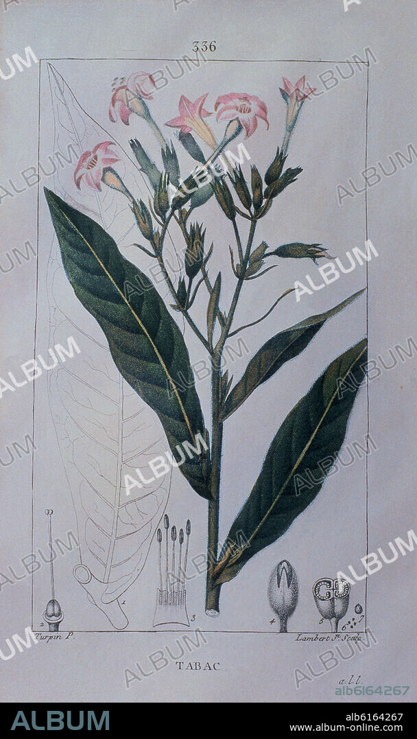 DIBUJO-PLANTA Y FLOR DEL TABACO.