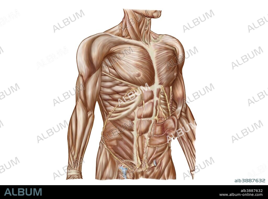 Anatomy of human abdominal muscles.