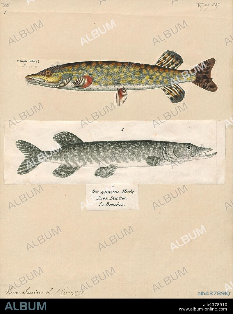 Esox lucius, Print, The northern pike (Esox lucius), known simply as a pike in Britain, Ireland, most of Canada, and most parts of the United States (once called luce when fully grown; also called jackfish or simply "northern" in the U.S. Upper Midwest and in the Canadian provinces of Alberta, Manitoba and Saskatchewan), is a species of carnivorous fish of the genus Esox (the pikes). They are typical of brackish and fresh waters of the Northern Hemisphere (i.e. holarctic in distribution)., 1700-1880.