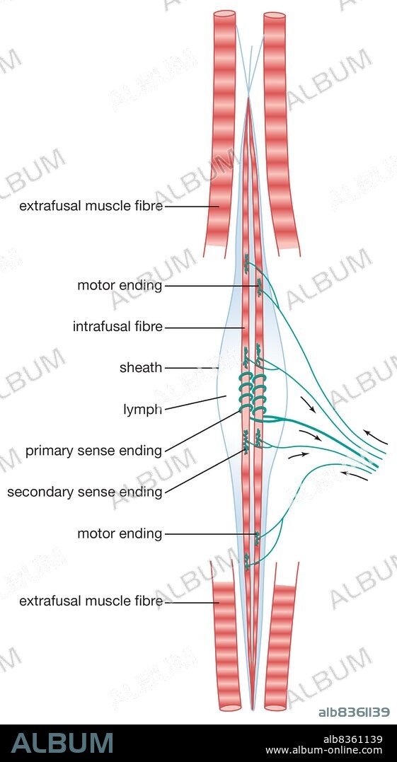 Diagram of a mammalian muscle spindle.