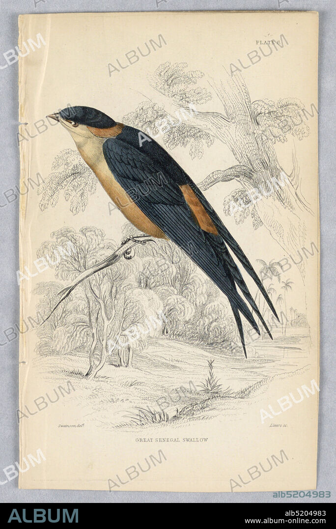 Great Senegal Swall, Plate 6 from Birds of Western Africa, William Home Lizars, Scottish, 1788 - 1859, William Swainson, British, 1789 - 1855, Engraving, brush and watercolor on paper, Bird on a branch overlooking tropical low areas. He has an orange underside and lower back, with black wings, tail, upper back and hood. Title and artists' names below., Edinburgh, Scotland, 1837, Print, Print.