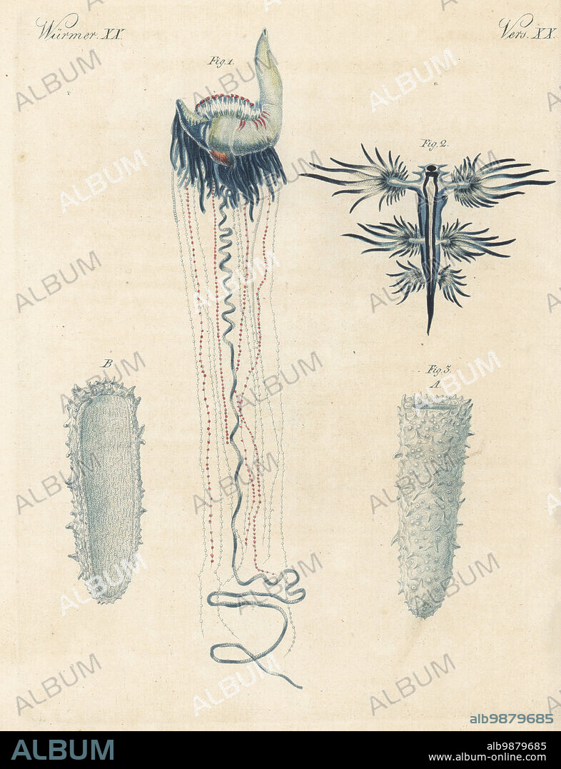 Portuguese man o' war, Physalia physalis 1, blue sea dragon, Glaucus atlanticus 2, and species of marine colonial tunicate, Pyrosoma atlanticum, exterior 3A, interior 3B. Handcoloured copperplate engraving from Carl Bertuch's Bilderbuch fur Kinder (Picture Book for Children), Weimar, 1813. A 12-volume encyclopedia for children illustrated with almost 1,200 engraved plates on natural history, science, costume, mythology, etc., published from 1790-1830.