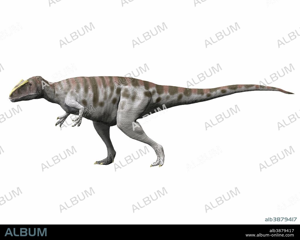 Carcharodontosaurus iguidensis, Late Cretaceous of Niger.