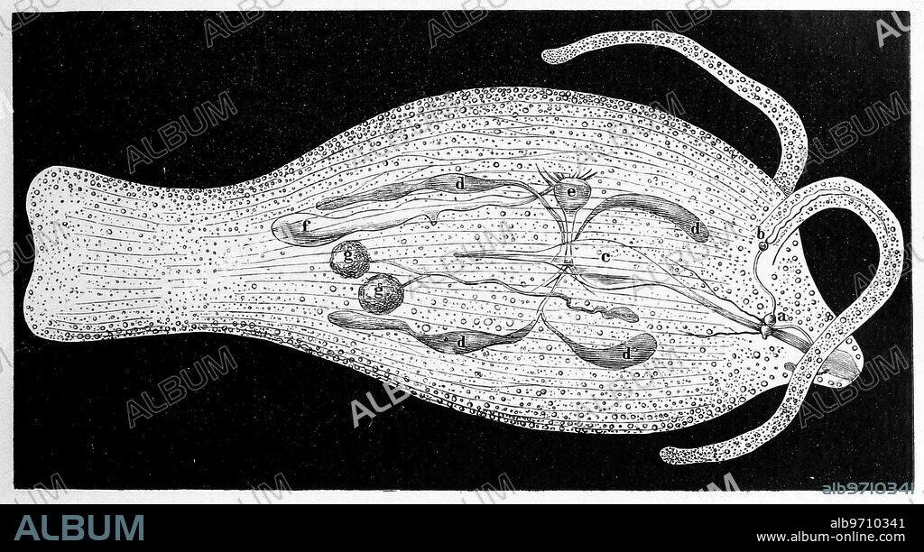 Phylliroe bucephala, tree snail, a parasitic species of pelagic nudibranch, a sea slug in the family Phylliroidae, Historical, digitally restored reproduction from a 19th century original.