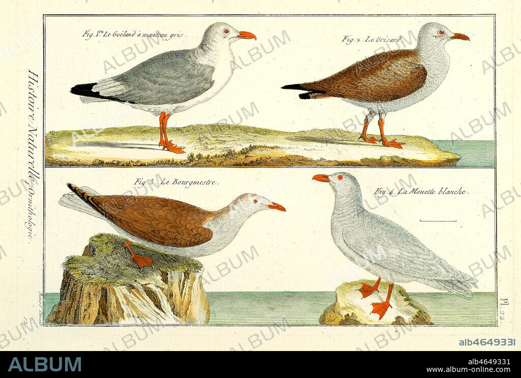 Planche zoologique : ou figurent le goeland a manteau gris, le grisard, le bourgmestre, la mouette blanche. Illustration de Robert BENARD (1734-?). Credit: Collection MX/KHARBINE-TAPABOR.