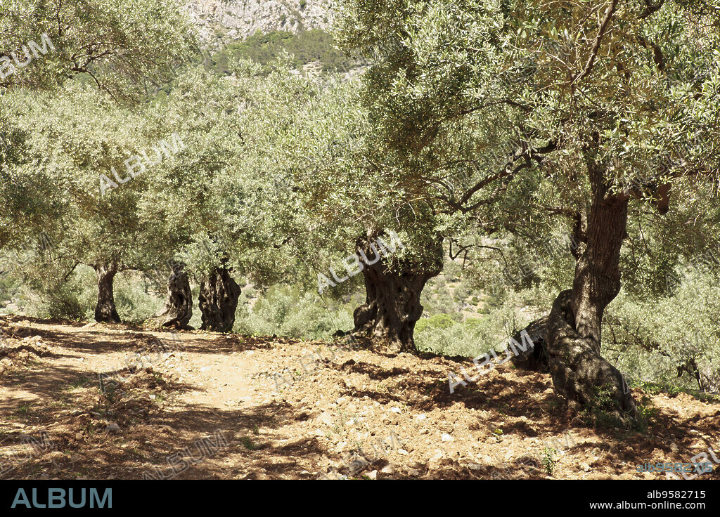 finca Pastoritx. Valldemossa.Sierra de Tramuntana.Mallorca.Islas Baleares. Spain.