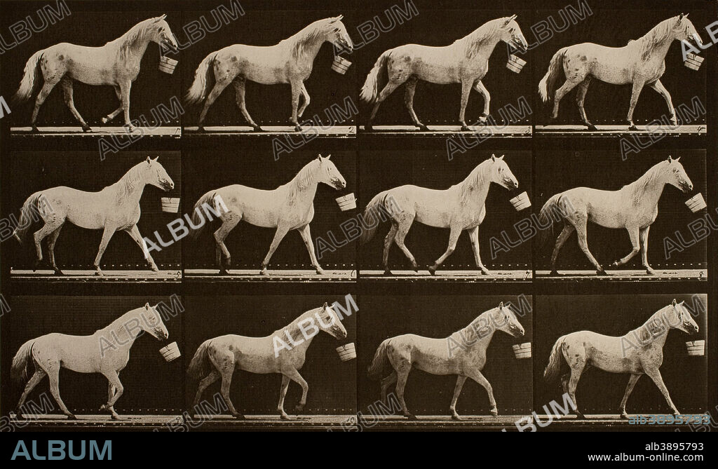 EADWEARD J. MUYBRIDGE. Walking with a bucket in mouth; light-gray horse, Eagle. Date/Period: 1884/1887. Collotype print. Width: 35.7 cm. Height: 21.6 cm (Image).