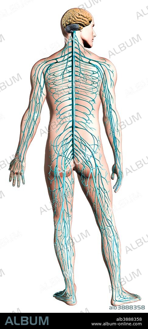 Diagram of human nervous system, posterior view.