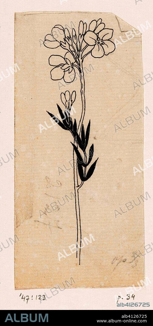 Pentecostal flower. Draughtsman: Willem Wenckebach. Dating: in or before 1893. Measurements: h 136 mm × w 64 mm.