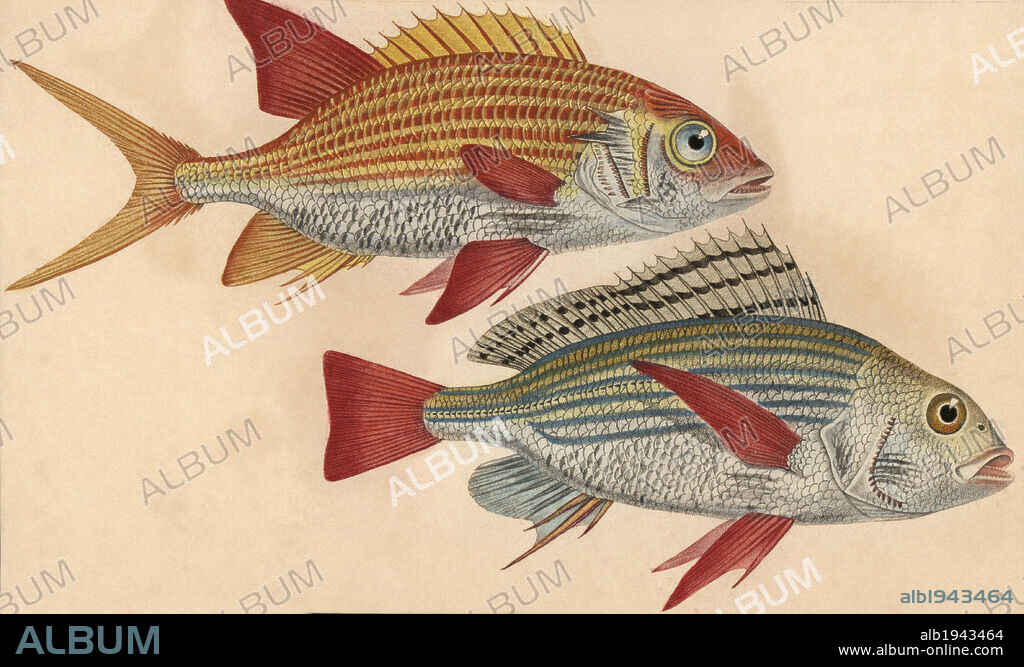 Banded grunt, Pomadasys furcatus, Pristipome pique, and squirrelfish, Holocentrus ascensionis, Holocentre sogo. Handcoloured copperplate stipple engraving from Jussieu's "Dictionnaire des Sciences Naturelles" 1816-1830. The volumes on fish and reptiles were edited by Hippolyte Cloquet, natural historian and doctor of medicine. Illustration by J.G. Pretre, engraved by Massard, directed by Turpin, and published by F. G. Levrault. Jean Gabriel Pretre (1780~1845) was painter of natural history at Empress Josephine's zoo and later became artist to the Museum of Natural History.