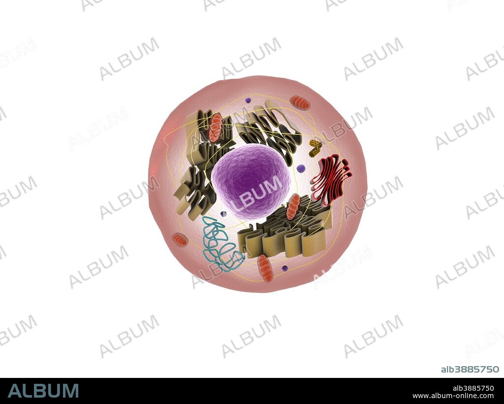 Microscopic view of animal cell.