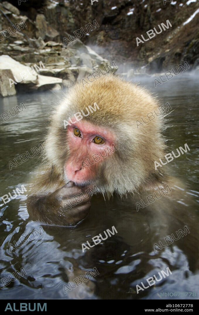 Japanese Macaque (Macaca fuscata), also known as Snow Monkey, in a hot spring, Japan.