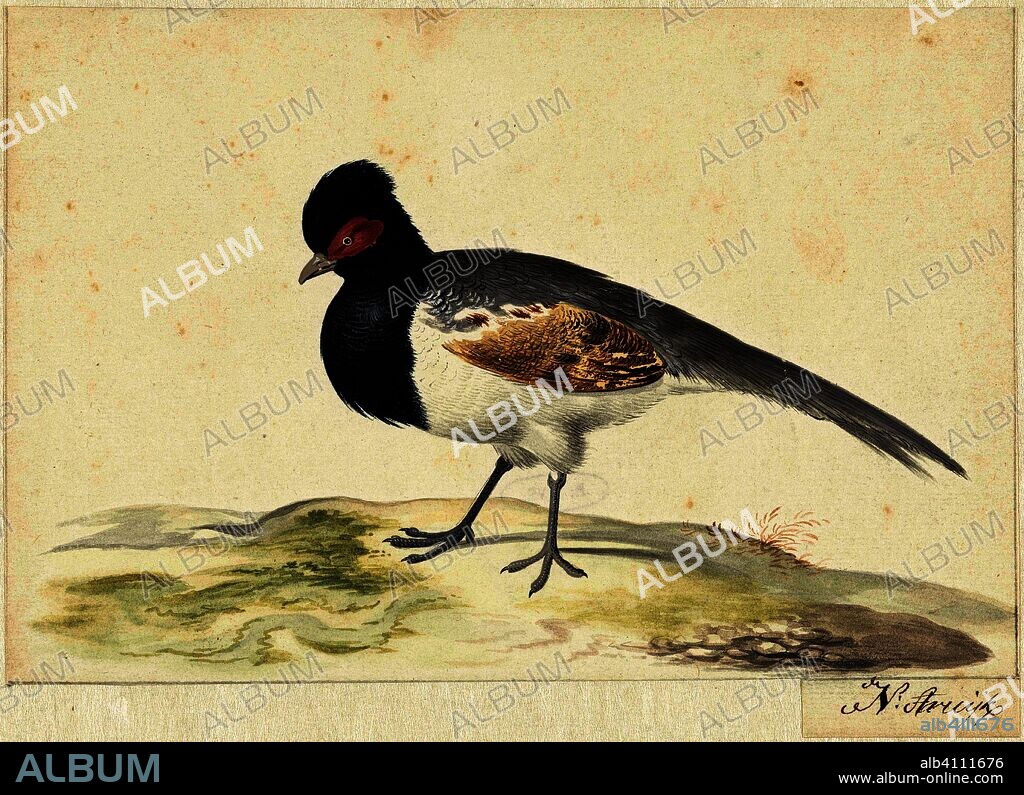 Bird with gray tail feathers, black head with red spot, to the left. Draughtsman: Nicolaas Struyk. Dating: 1699 - 1719. Measurements: h 128 mm × w 176 mm.