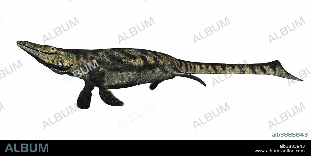 Tylosaurus, a sea going ancient relative to monitor lizards. A giant mosasaur that prowled the Western Interior Seaway that was a shallow sea dividing North America in half during much of the Cretaceous period. Tylosaurus proriger is estimated to have reached lengths of 46 feet.
