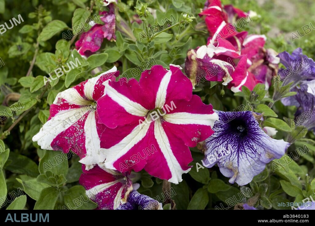 Surfinia Flowers, France