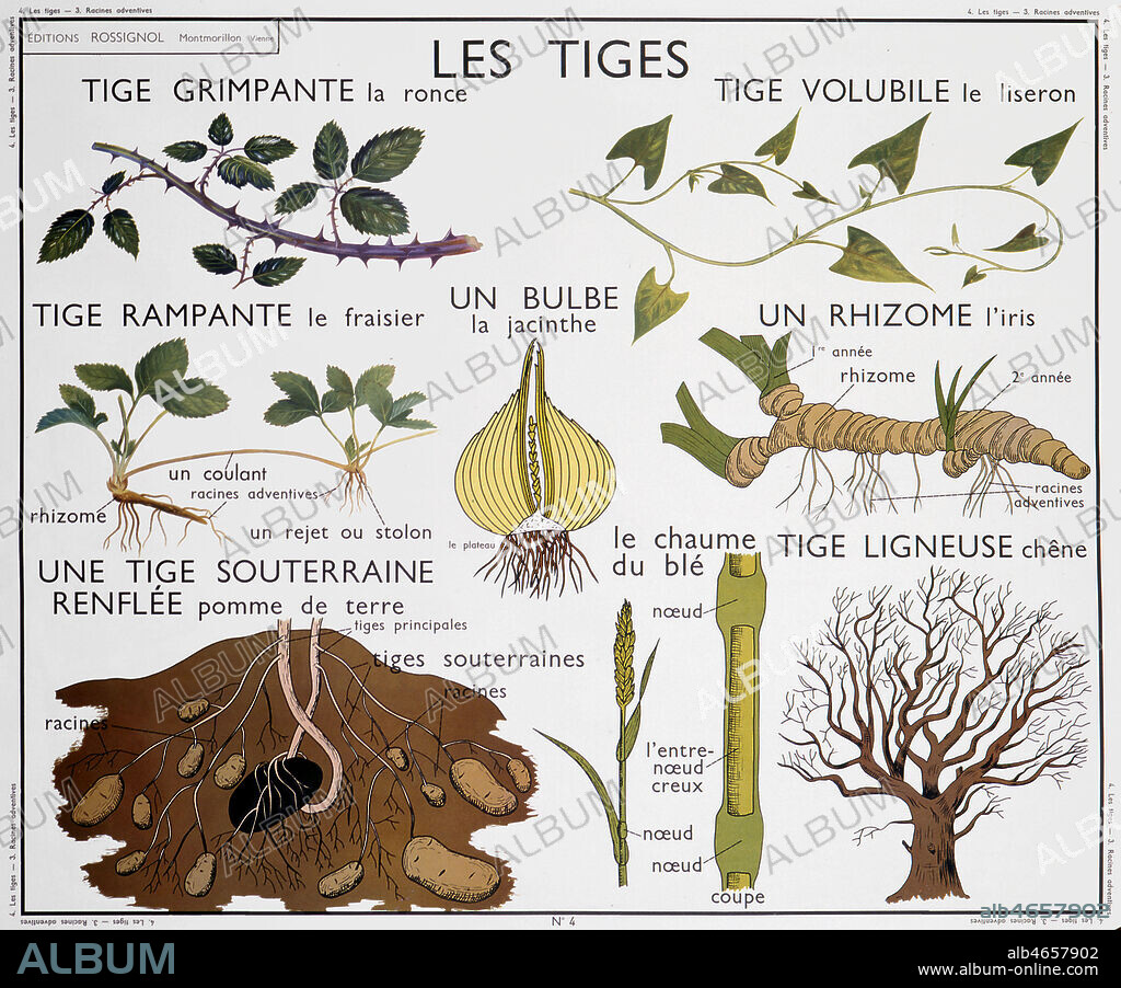 Planche botanique : 'Les tiges grimpantes de la ronce, volubiles du liseron, rampante le fraisier, souterraine renflee de pomme de terre et ligneuse du chene; bulbe de la jacinthe, chaume du ble et rhizome de l'iris.'. Panneau scolaire des editions Rossignol des annees 1950. Credit: Imagerie Rossignol/KHARBINE-TAPABOR.