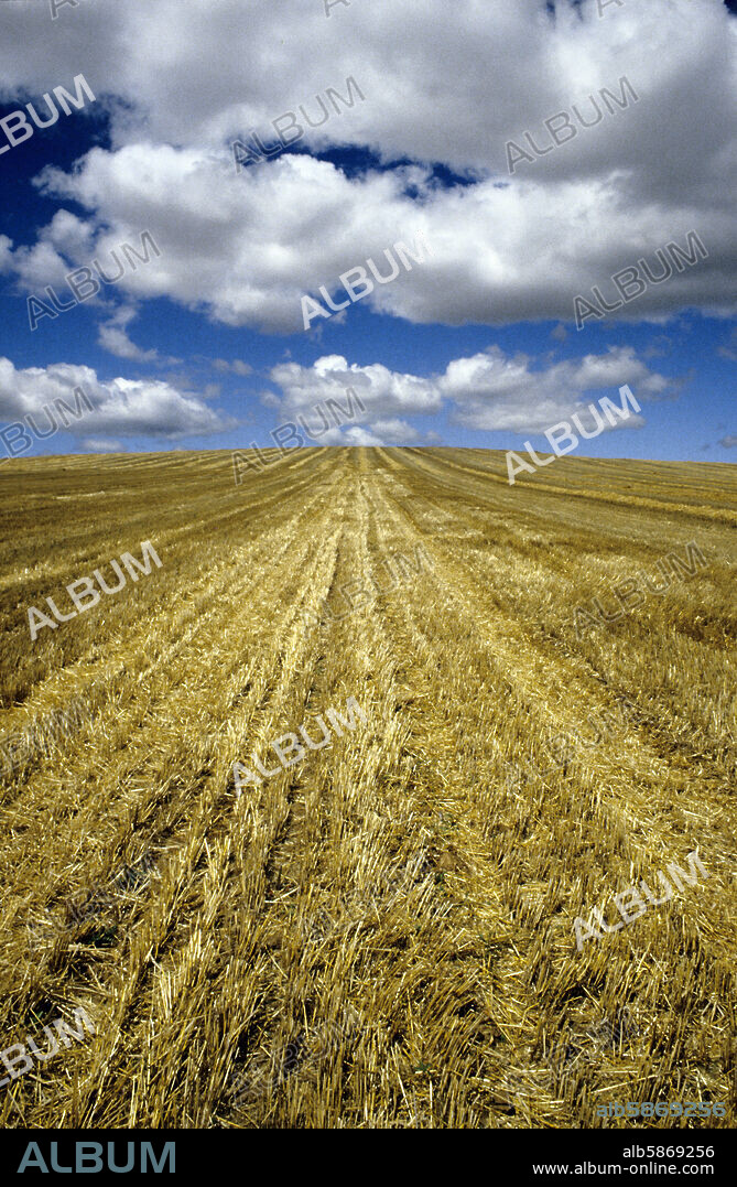 Paisaje agrícola de la provincia; campos de cereales trillado (53).