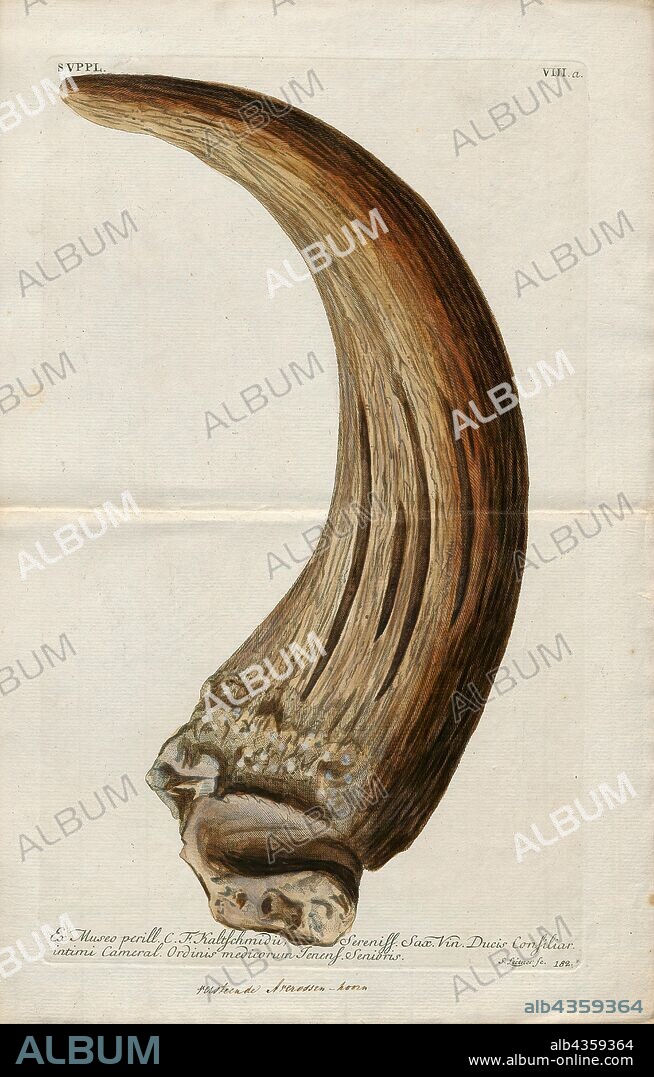 Bos primigenius, Print, The aurochs, also known as urus or ure (Bos primigenius), is an extinct species of large wild cattle that inhabited Europe, Asia, and North Africa. It is the ancestor of domestic cattle; it has also been suggested as an ancestor genetically to the modern European bison, which have been crossbred with steppe bison. The species survived in Europe until 1627, when the last recorded aurochs died in the Jaktorów Forest, Poland., fossil horn.