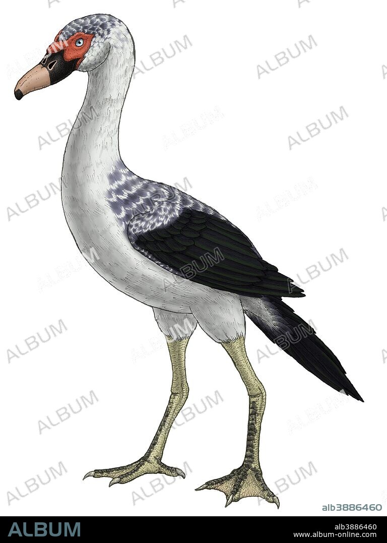 Presbyornis, an extinct genus of anseriform bird, also known as the flamingo-duck.