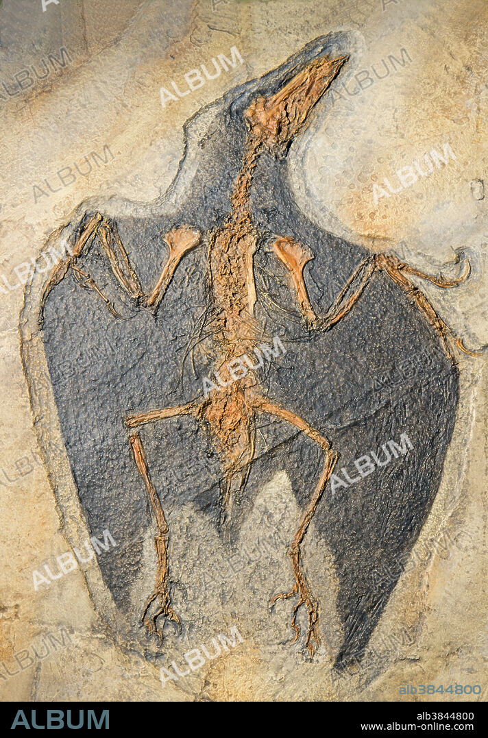 Confuciusornis. Earliest known bird with beak.